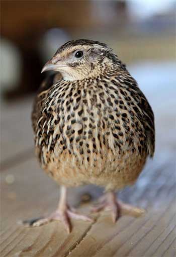 Japanese quail, Coturnix Japanica, have been introduced in India as an alternative to chickens