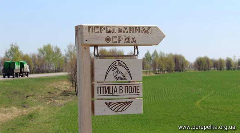перепелиная ферма птица в поле белгородская область