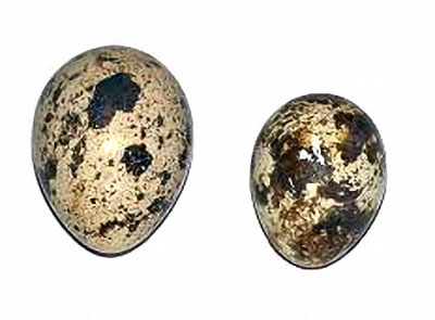 перепелиные яйца разного размера