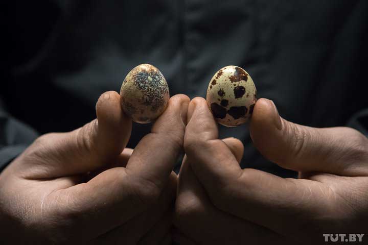 инкубационные перепелиные яйца Беларусь купить