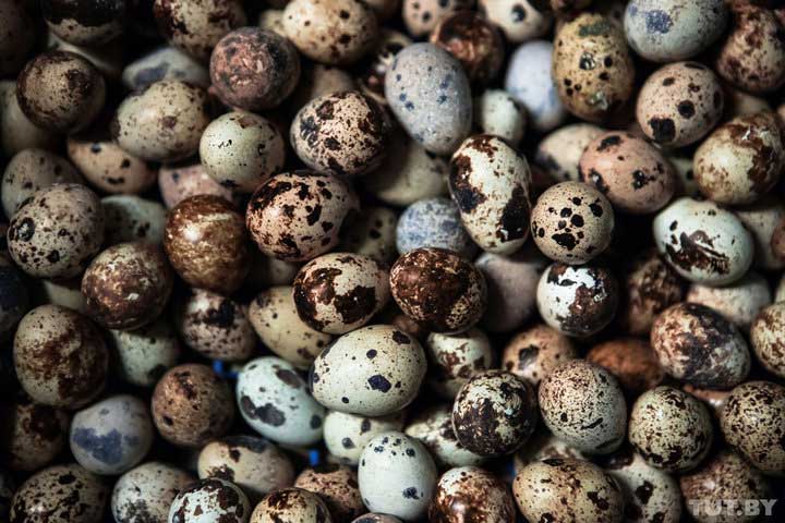 польза белорусских перепелиных яиц