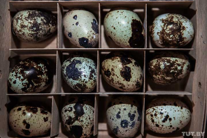 премиум упаковка для перепелиных яиц Беларусь