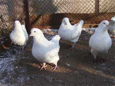 нетрадиционное птицеводство голуби перепела