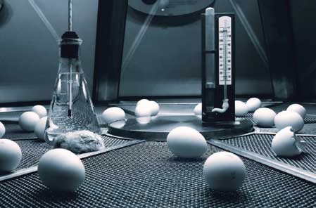 Современный инкубптор для перепелиных яиц