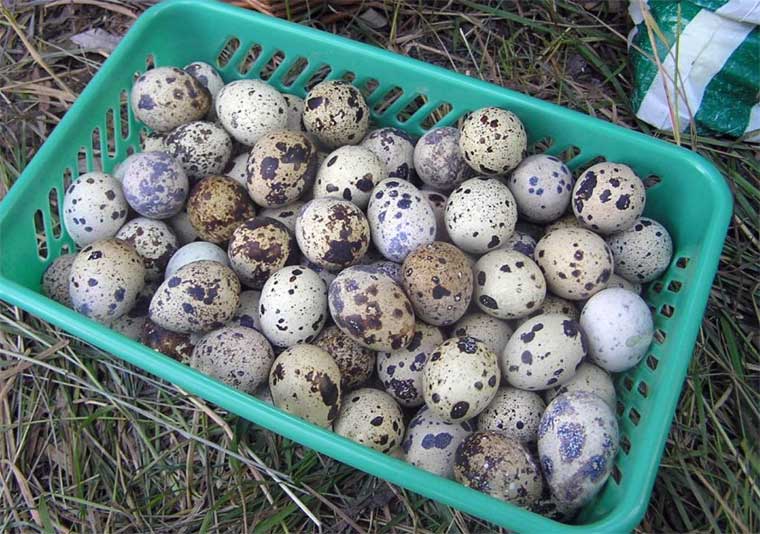 Инкубационные перепелиные яйца
