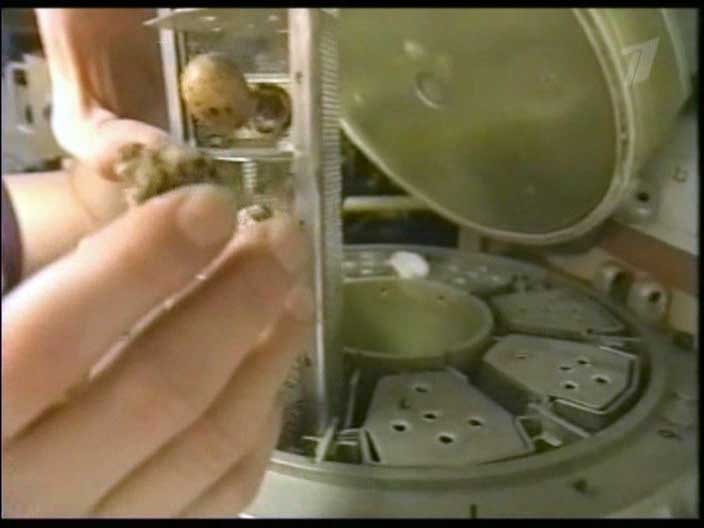 Инкубатор с перепелиными яйцами появится на МКС в 2016 году