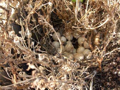 замаскированное перепелиное гнездо