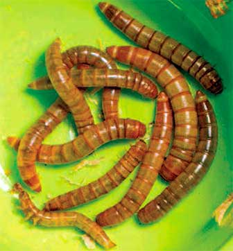 Мучной червь — личинка мучного хрущака Tenebrio molitor