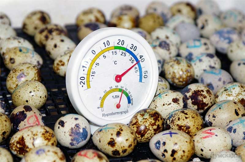 измерение температуры и влажности в инкубаторе с перепелиными яйцами