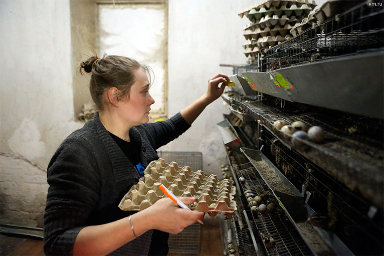 Птичница Анастасия Ражева собирает перепелиные яйца для инкубатора