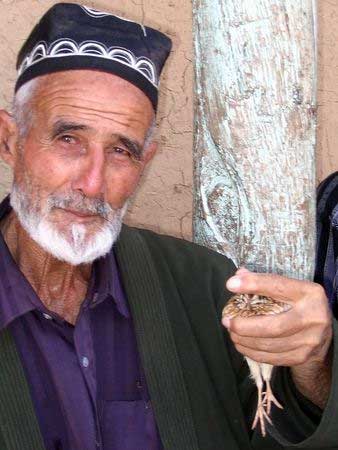 Охота на перепелов в Средней Азии