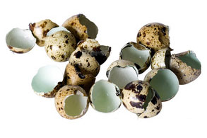 Скорлупа перепелиных яиц