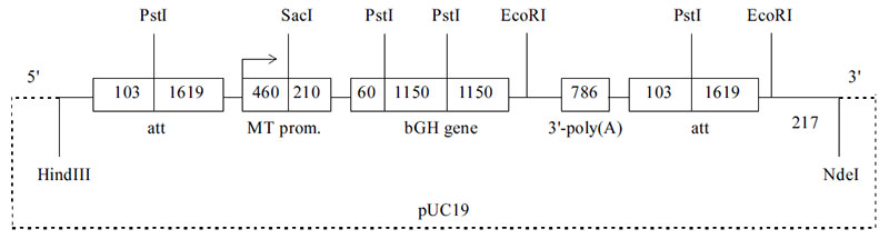 Физическая карта плазмиды pMTbGH(2*att) (указаны сайты рестрикции эндонуклеазами), использованной в качестве генной конструкции при получении генетически модифицированных перепелов