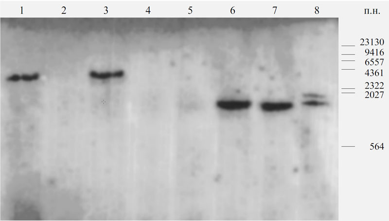 Блот-гибридизационный анализ ДНК из различных тканей перепелов