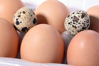 Украинские яйца с сальмонеллезом экспортируют в Израиль